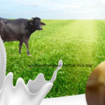 Nutritional Masterpiece: The Art of WellHealthOrganic Buffalo Milk Tag